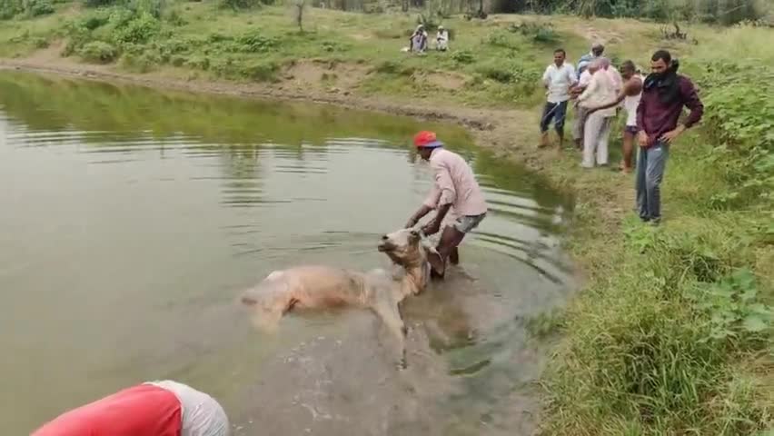 खबर का हुआ असर, गाय को निकाला सहसुरक्षित बाहर, खबर खेतड़ी के सिहोड़ से #jhunjhnu #lampivirus #cows #khetri #khetrinews