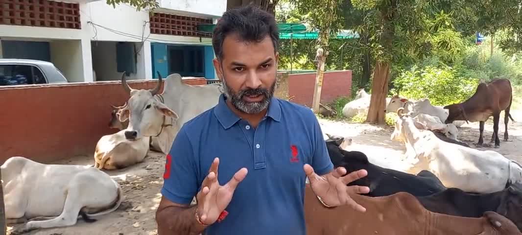 #निगम_प्रशासन सोनीपत गौवंश के रख-रखाव के नाम पर हर #महीने डकार रहा #लाखों रुपय: देवेन्द्र गौतम, #जिलाध्यक्ष, "आप"सोनीपत।