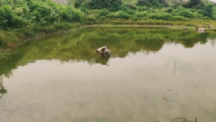 सिहोड़ के बेरा वाले बंधे में बैठी बीमारी से ग्रसित गौशाला की गाय, कमेटी नही दे रही कोई ध्यान #jhunjhnu #khetri #news