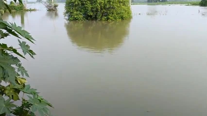 सेवराई: बाढ़ से ग्रस्त किसान भाई अपने #पशुओं को डेरा से गांव में लेकर आए है , बाढ़ अपने खतरे के निशान से बहुत ऊपर बह रही है। 😔