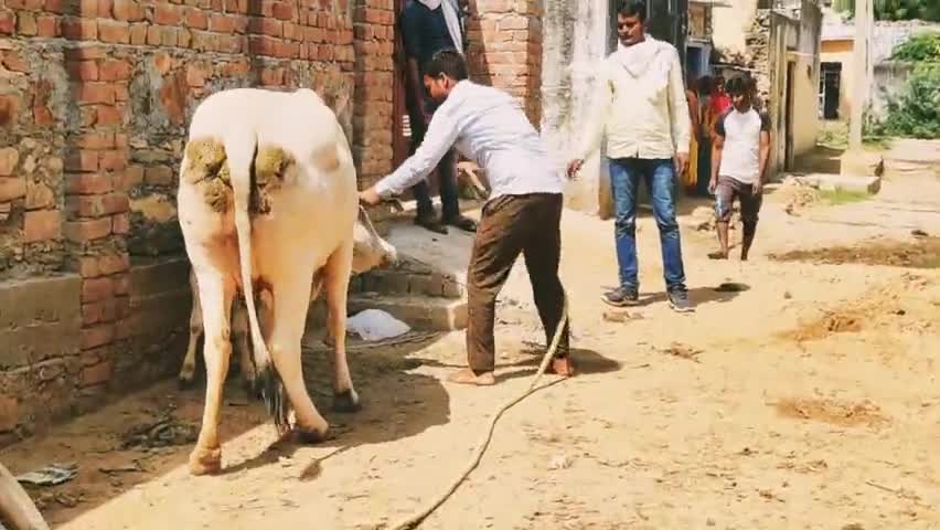 सिहोड़ मे लंपी वायरस की रोकथाम के लिए टीका लगाकर बचाया गौमाता को #jhunjhunu #jhunjhunuupdate #khetri #lampivirus #news