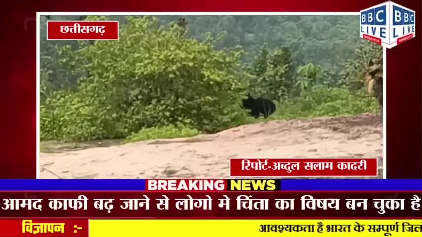 मनेन्द्रगढ़ के आस पास भालुओ की आमद से लोगो मे कौतूहल का विषय से किसी अनहोनी घटना की आशंका। #मनेन्द्रगढ़ #मनेन्द्रगढ़