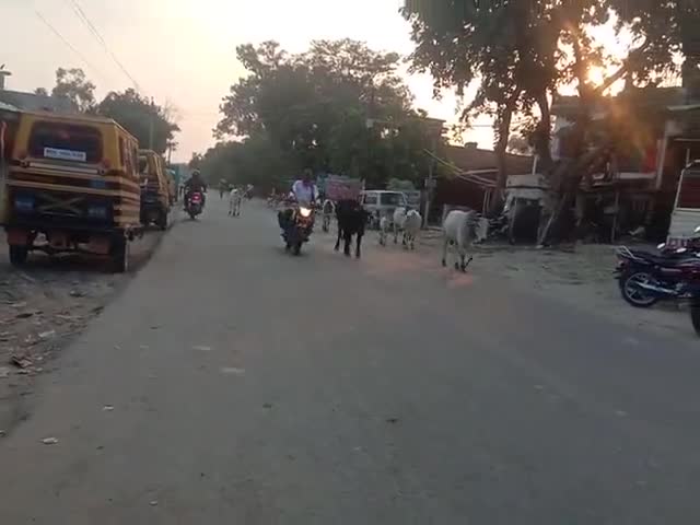 महाराजगंज: #खण्ड विकास अधिकारी महोदय एक नजर इधर भी देखें बांदा बहराइच हाईवे पर छुट्टा मवेशियों का झूंड।