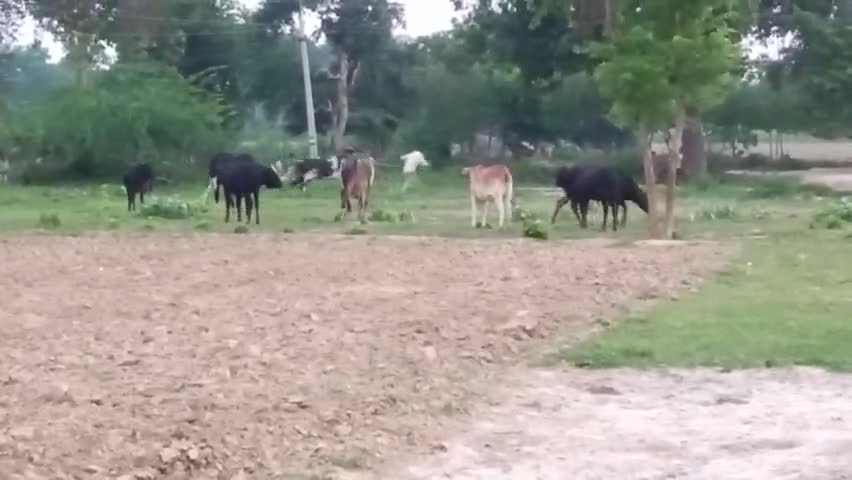 अन्ना जानवरों से किसान परेशान
#kannaujnews 
#upnews