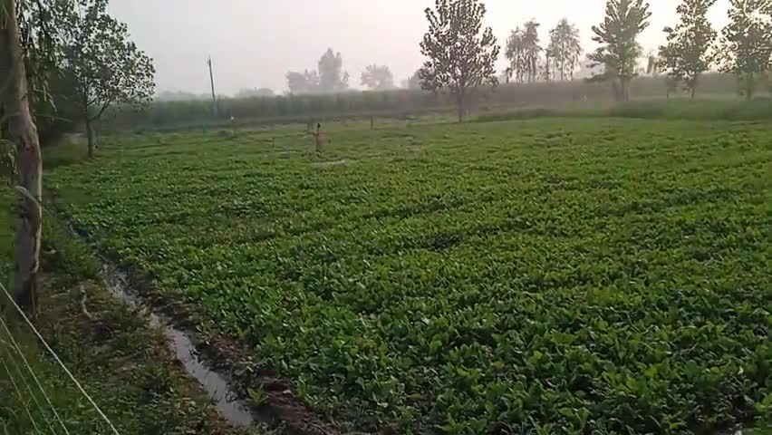 गांव दादरी:- दादरी गांव में 10 दिन बाद पालक की फसल तैयार हो जाए,#दादरी#बागपत#उत्तर प्रदेश