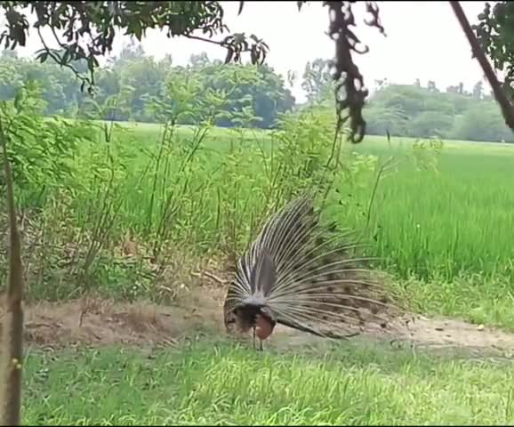राष्ट्रीय पक्षी मोर का नृत्य #जंगल में मोर नाचा