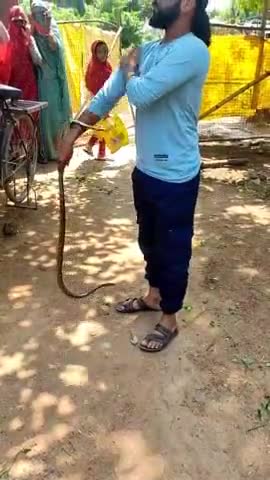 #नरवर के कस्बे मोहल्ले में निकला  का घोड़ा पछाड़ सांप रेस्क्यू कर जंगल में छोड़ा#