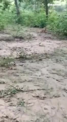 फिर दिखा विकाशखण्ड पचपेड़वा के बिशुनपुर कोडर के हटवा ग्राम के निकट तेंदुवा#तेंदुआ# विशुनपुर कोडर# हटवा