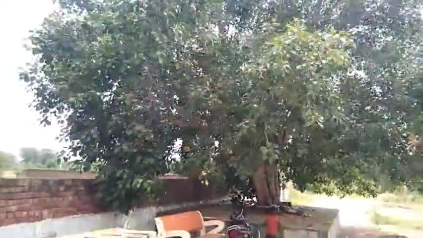 #लोहारू -पिपल के वृक्ष को हम पुजते है काफी निक्कमे आदमी इसी पेड़ के नीचे गंदगी डालते है तो फिर हम पाप के भागी  नहीं ।