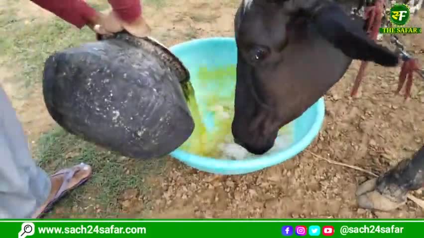 दौसा: गायों की सेवा करते पशुपालक || नीम के पत्तों का पानी पिला रहें #dausa #lampi