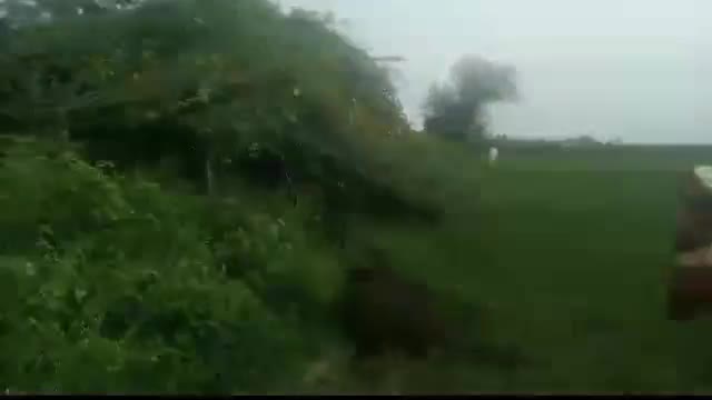 करछना: नेचुना गांव में टूटे हुए हाई वोल्टेज विद्युत तार की चपेट में आकर एक भैंस की हुई मौत #करछना