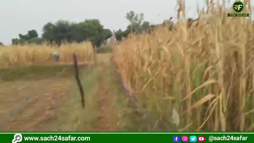 दौसा: बारिश के डर से बाजरे की कटाई कर रहें बच्चे #dausa #sindoli #viralviddo