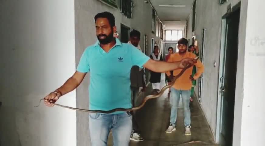 रेस्क्यू टीम स्नेक मैन नवजोत सिंह ढिल्लों #shortsvideos #virelvideo #cobra #viralpage #snakcs #snakeplant #snakehead