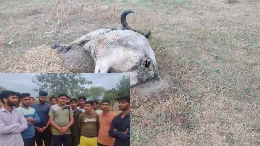 गायो को लंपी वायरस से बचाने के लिए सिहोड़ के युवाओं ने शुरु की पहल #jhunjhnu #lampivirus #khetri #sihor #jhunjhunu #news