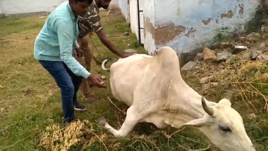 सिहोड़ में राजकीय पशु चिकित्सक के अनुदेशन में गायों को लगाए गये टीके #jhunjhunuupdate #jhunjhunu #khetrinews #khetri