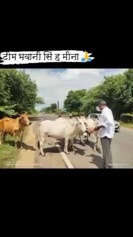 #लंपी वायरस से गायों को बचाने के लिए रात-दिन काम कर रहे समाजसेवी भावनी सिंह मीणा के इस ज़ज़्बे को सेल्यूट है। आपके प्रयासों के उपरांत कई लोग इस सेवा कार्य जुड़ रहे है।