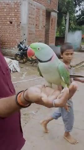 #पक्षी जो अपने दिल की बात जुबां से बोलता है वही उसकी प्रेम और सद्भावना का प्रतीक है बताया जाता है पक्षी भगवान के रूप
