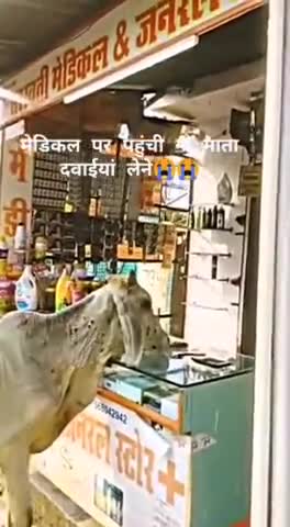 डूंगरपुर: गौ माता पहुंची दवाई लेने मेडिकल स्टोर 
#गौमाता