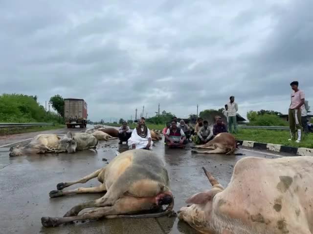 #कंप्यूटर_बाबा #रायसेन: NH 12 सेमरी खुर्द सुल्तानपुर जिला रायसेन में एक हादसे में दर्जनों गौ माताओं की दर्दनाक मौत |