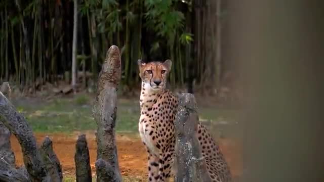 प्रधानमंत्री श्री #narendramodi 𝟏𝟕 सितंबर को कराएंगे कूनो नेशनल पार्क में अफ्रीकी #Cheetah का प्रवेश