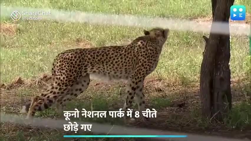 मधुबनी: कुनो नेशनल पार्क 🏞️ में नामीबिया से लाए गए चीते कैसे करेंगे संवाई #चितो 🐯 #कि #भारत #वापसी