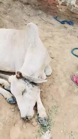 गौतम बुद्ध नगर: #trending #animallover #reelsvideo #publiceapp