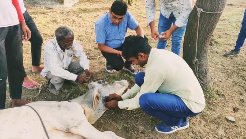 गायों की जान बचा रहे है सिहोड़ के युवा #jhunjhnu #lampivirus #khetri #khetrinews #cows #rajasthan #jhunjhunu #sihor