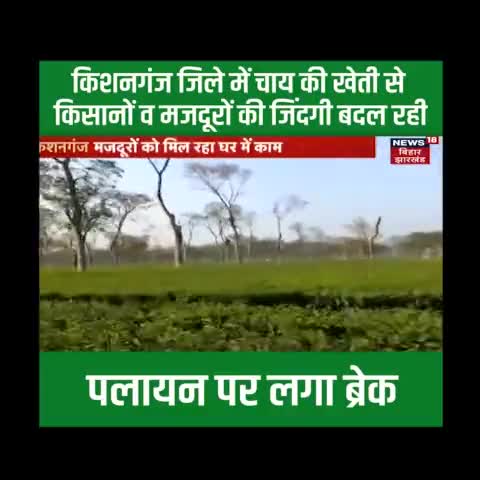 #सीमांचल में चाय की खेती को सरकार दे रही बढ़ावा...किसानों की बढ़ी आमदनी व महिलाओं को रोजगार के मिल रहे अवसर।
#Simanchal #Bihar 
#nitishkumar