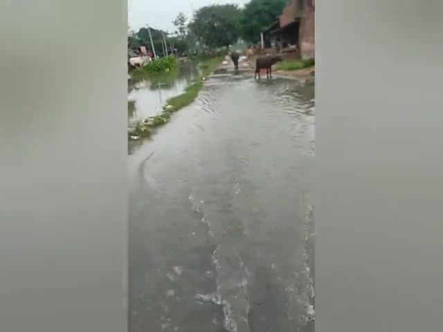 बरखेड़ा इलाके के दौलतपुर पट्टी गांव से निकली नहर का पानी रोड पर चल रहा है नहर विभाग की लापरवाही सामने आई है #लापरवाही