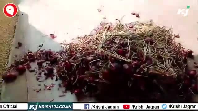 जानिए कैसे करें प्याज को स्टोर की लंबे समय तक नहीं होगा खराब

#onion #agriculture