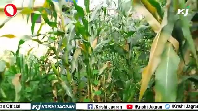 जानिए कैसे Fertilizer के उपयोग के बिना भी कर सकते हैं मक्के की खेती

#corn #fertilizers #farmers