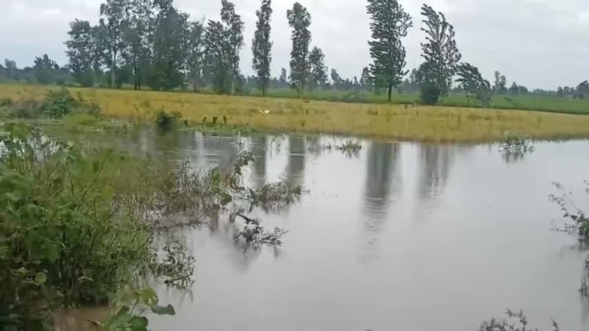 दिनेशपुर- बारिश और तेज हवा फसलों के लिए बनी आफत #rain&farmers #dmusn #canaldipartmentusn #dineshpurnews