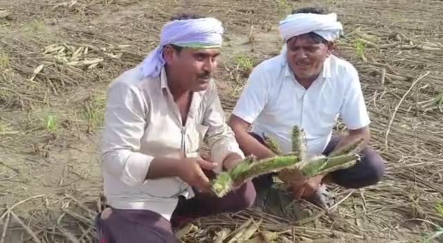 #टोडाभीम किसान दुख दर्द गीतो के मध्यम से सहज करते हुए...।
#karauli