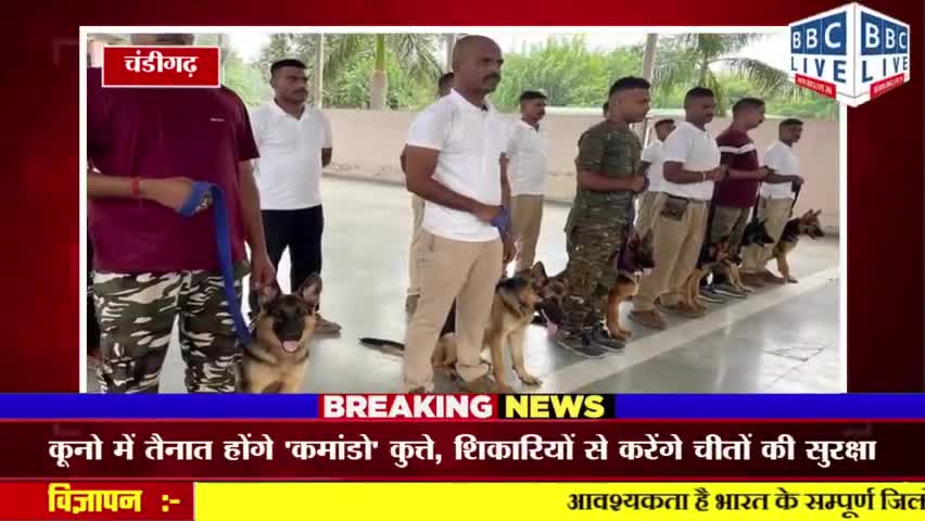 कूनो में तैनात होंगे 'कमांडो' कुत्ते, शिकारियों से करेंगे चीतों की सुरक्षा, मिल रही खास ट्रेनिंग #चंडीगढ़ #एनसीआर
