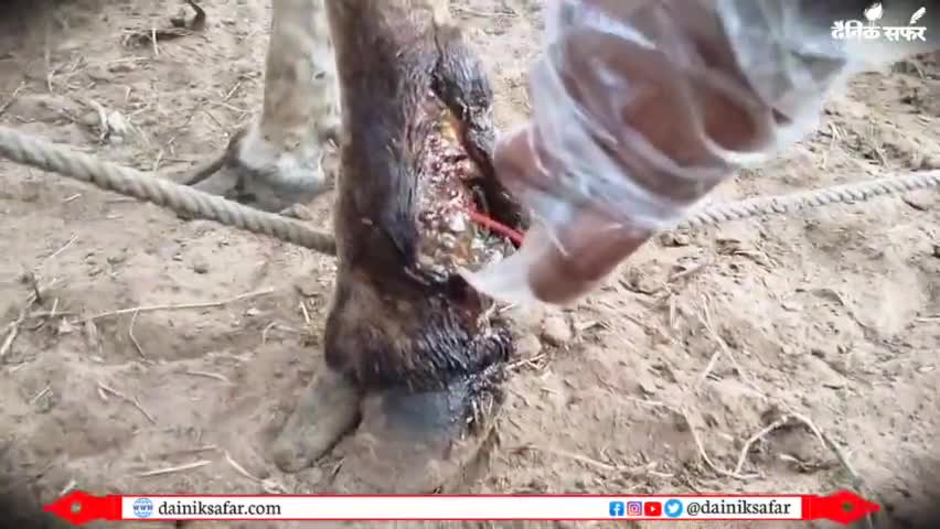 दौसा: सिंडोली में लंपि से पीड़ित गायों का किया जा रहा इलाज #lampi #dausa