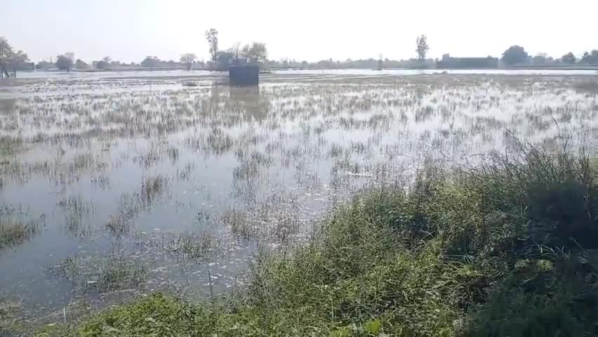 बरवाला: गांव बधावड़ में पहुंचे उपायुक्त,बारिश से हुए नुकसान का किया निरीक्षण,बोले जल्द होगा समाधान #hisar #news #barwala