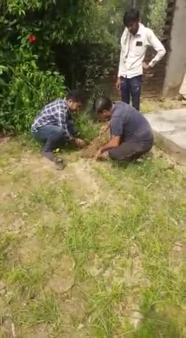 बेहट मंडल अध्यक्ष युवा मोर्चा द्वारा मंदिर व अन्य स्थान पर पेड़ लगाकर मोदी जी के जन्मदिन को #सेवा_पखवाड़ा कार्यक्रम को मनाया गया