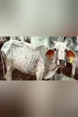 जानिए लंपी वायरस से बचाव के लिए क्या खिलाने से गायों की रोगप्रतिरोधक क्षमता बड़ेगी #lampivirus #mandsaur
