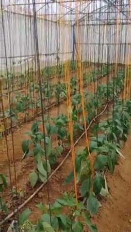 पोलीहोऊस में शिमलामिर्च की खेती ज्यादा लाभप्रद है।

#capsicumfarming