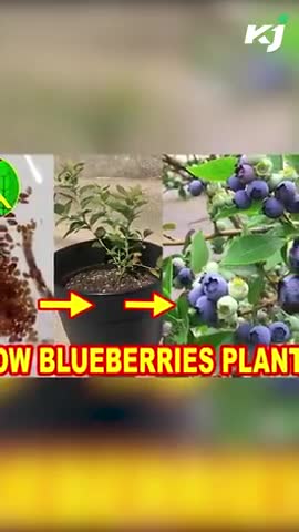 Top 5 Blueberries for your Home Garden | Blueberry Seeds | Shorts

#blueberrycake #blueberries