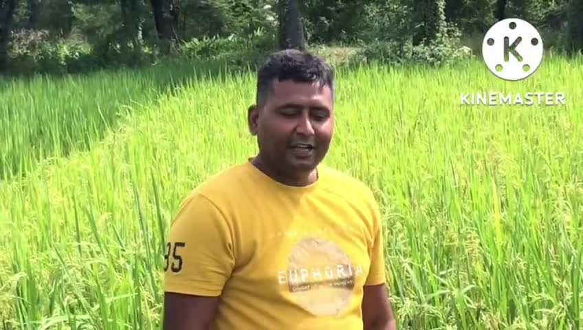 #किसान का #बेटा  हूं #जविक #धान का#खेती करता हूं