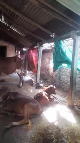 गाडरवारा: ##लंपी वायरस ने तेंदूखेड़ा क्षेत्र के हीरापुर में गाय बछड़ों को चपेट में लिया स्वास्थ अमला नदारत है##