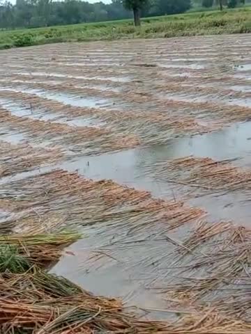 रुदौली: महाबरीश के कारण किसानो की फसल की हुई दुर्दशा पाकी फसल हुई बर्बाद #news24 #farmers_protest