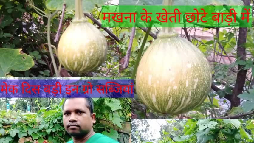 सरगुजा जिले के उदयपुर के ग्राम डाँड़गांव में मखने की खेती युवा किसान अपने बाड़ी मे कर रहा#उत्पादन#आमदनी#आय