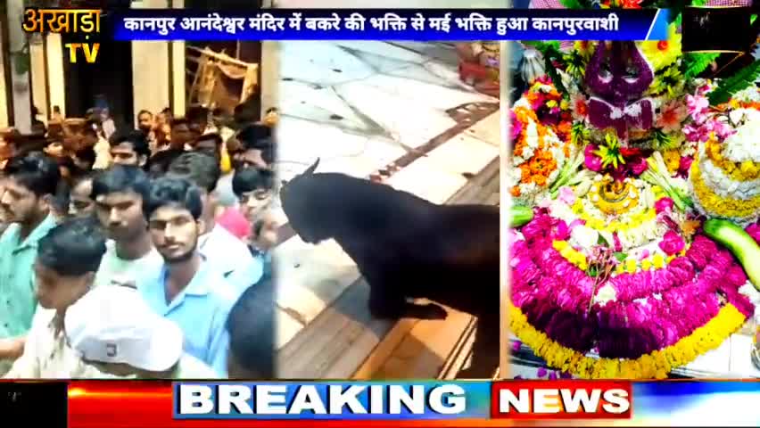 अकबरपुर: #कानपुर के #परमट #मंदिर से आस्था की #अजबगजब #तस्वीर सामने आई है जहां बाबा #आनंदेश्वर की #आरती में एक #बकरा घुटनों के बल
