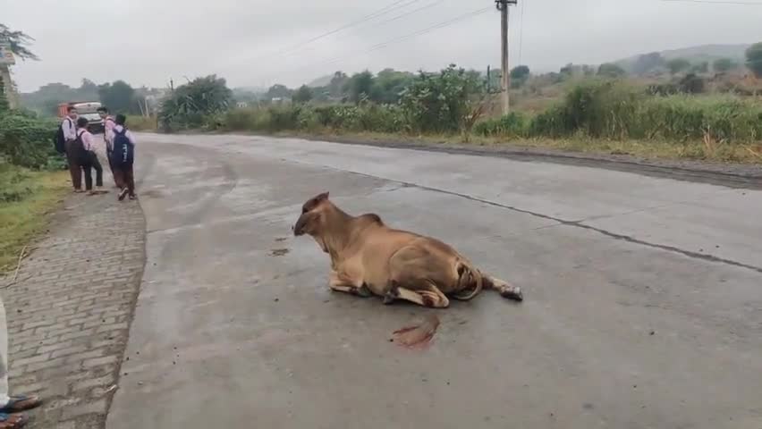 सिहोड़ में तेज रफ्तार ट्रोले ने बछड़े के तोड़े पैर, एक पैर पूर्ण रूप से हुआ क्षतिग्रस्त #jhunjhunu #khetri #sihor #cows