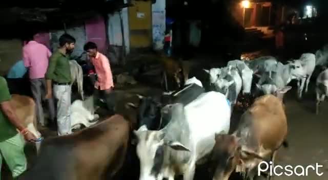 #लंपी_वायरस_वेक्सिनेशन🐂
#जन_चेतना_मंच द्वारा बेसहारा गायों को लंपी वायरस के संक्रमण को बचाने ग्राम पंचायत आनंदपुर, मुरारिया, ओखलीखेड़ा के पश्चात आज #जावती में निशुल्क टीकाकरण कार्य किया।...जय हिन्द