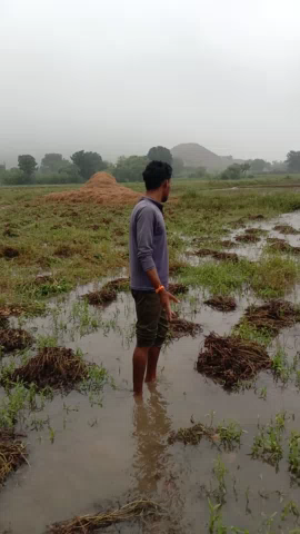 नरवर: नरवर तहसील जिला शिवपुरी में लगातार वर्षा होने से किसानों को हुआ बहुत ही नुकसान किसानों की फसल हुई तहस-नहस#नरवर