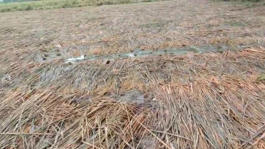 रुदौली: जलभाराव के कारण फसल हुई अंकुरित किसानो की फसल कहुवा सत्यानाश
#farmersprotests #farming #news_update #news18india