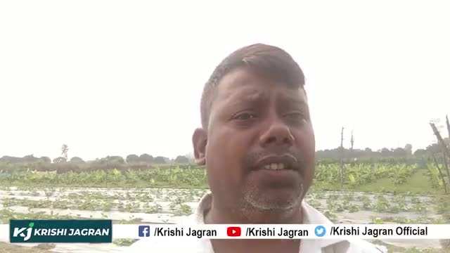 Kheere Ki Kheti | खीरा की खेती कर कमा सकते हैं अच्छा मुनाफा | Cucumber Farming
#kheerekikheti #kheera #cucumberfarming